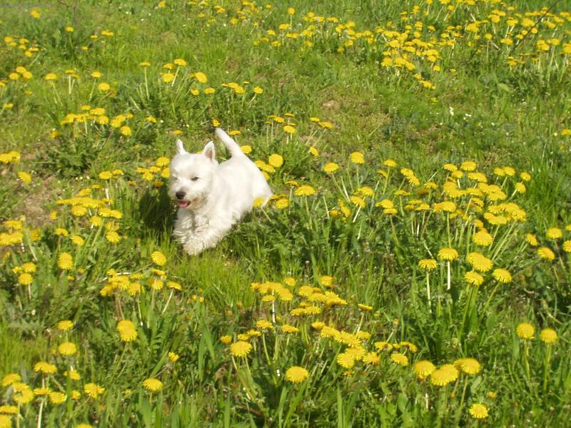 Foto: Charlie 2-léto 2007