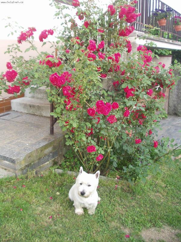 Foto: Charlie 3-červenec 2006