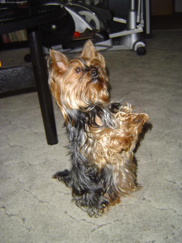 Foto: Kikinka prosí