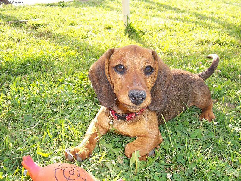 Foto: naše štěňátko-Vikina a její nejoblíbenější hračka ( už jí nemá, rozkousala si jí )