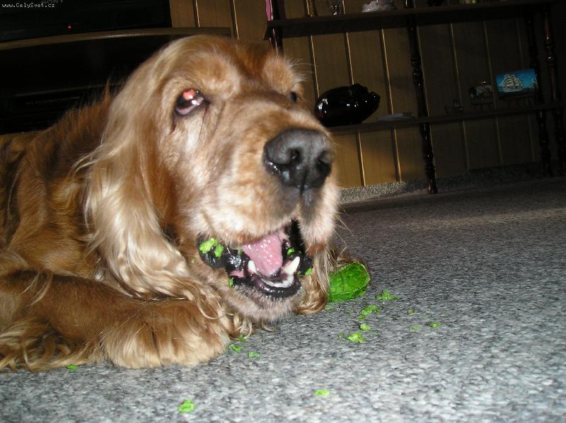 Foto: Shelly-Ty nové výkací tyčinky jsou vynikajicí,skvěle se výkají !