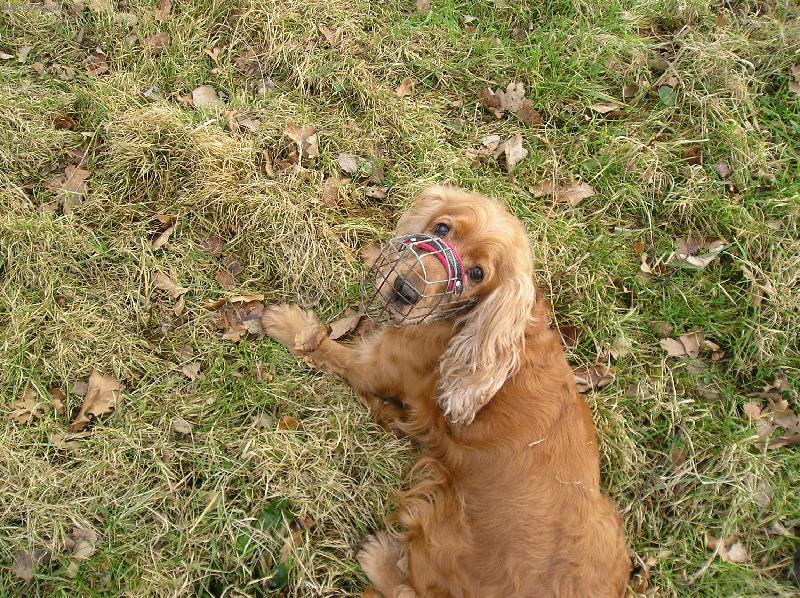 Foto: Kokřík-Kuk...........