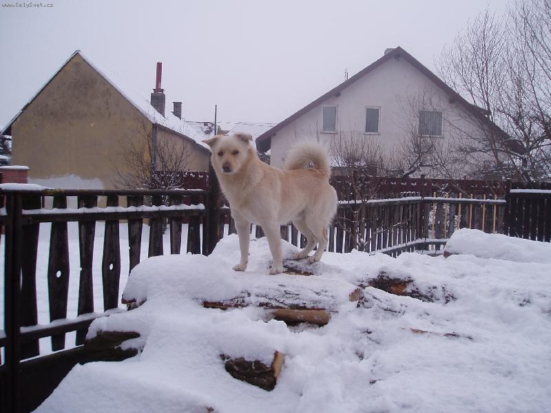 Foto: Hlídám a nebojím se.-Krutá zima.
