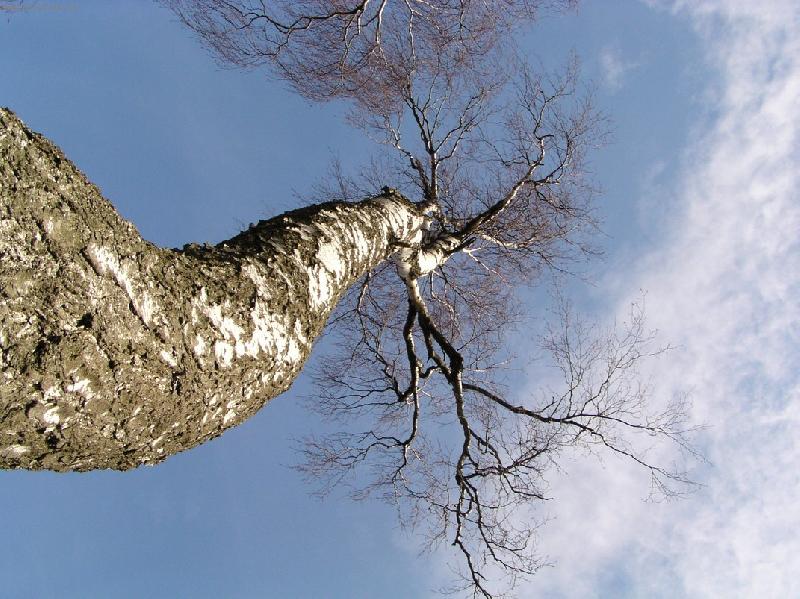 Foto: vysoká bříza-pohled zespoda