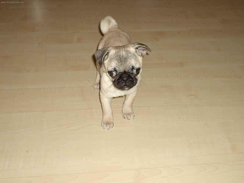 Foto: Meggie-Tak to je naše Meggie :-)