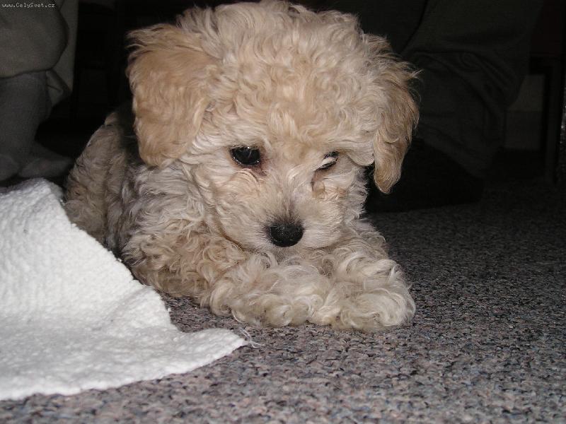 Foto: Náš malý Charlie!