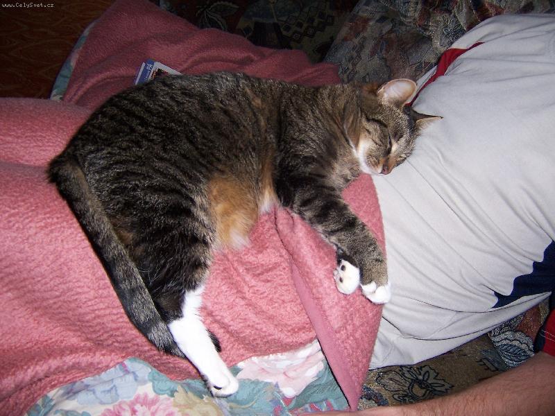 Foto: můj nejoblíbenější polštářek