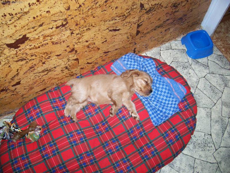 Foto: Gabruška-ještě maličká a nejhodnější když spinakala ;o)