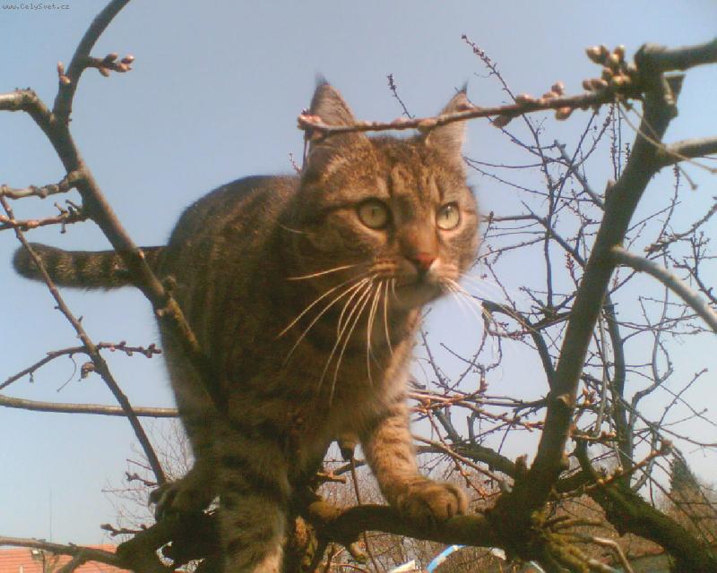 Foto: Na lovu-Už jako kotě si Felix tuto višeň oblíbil.