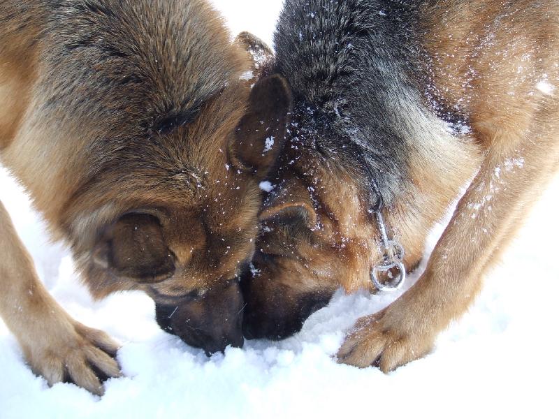 Foto: Vôňa-zima 2006