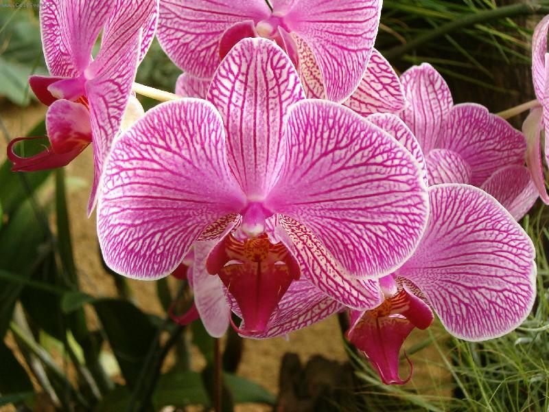 Foto: orchidej-krása jménem -Orchidej-