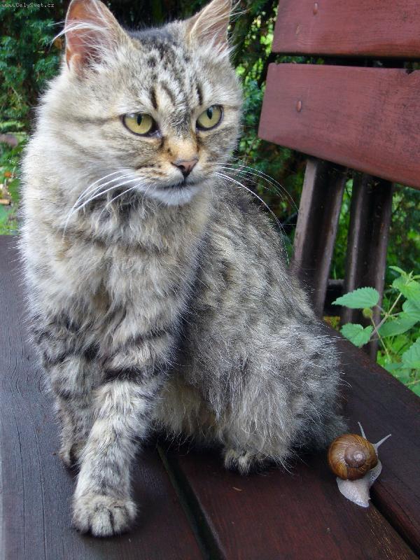 Foto: Hlídám malého kamaráda