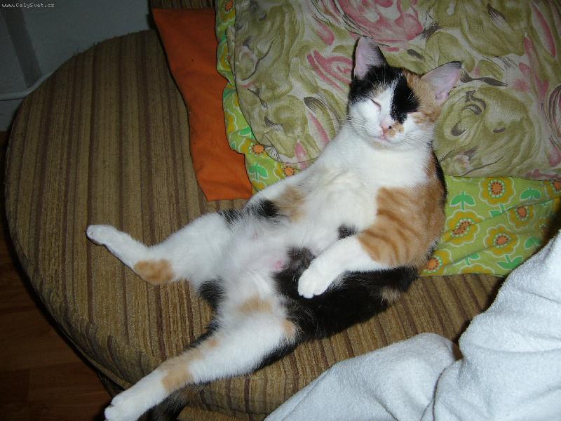 Foto: koukání na televizi-takto se s námi dívá Mindíček na televizi, zrovna když nekojí dvě krásná kotátka