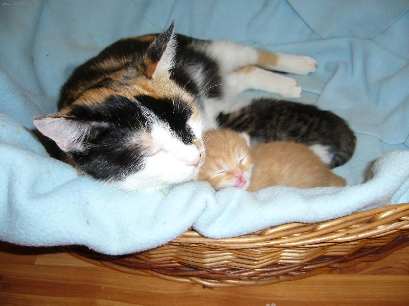 Foto: mateřská láska-je to krásné, až k pláči, jak je to roztomilé