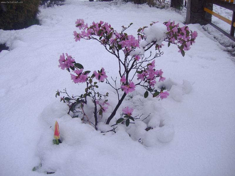 Foto: jaro-jaro už je tu