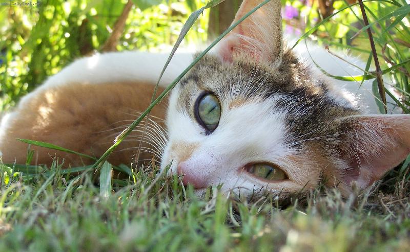 Foto: maminka-kočka kojící kotě