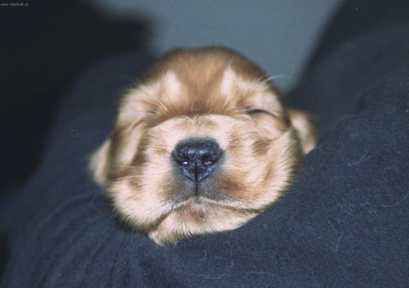 Foto: jaj-spánok nevidomého