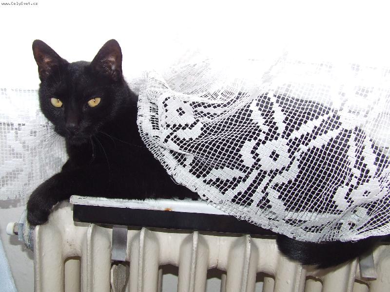 Foto: Princezna se závojem