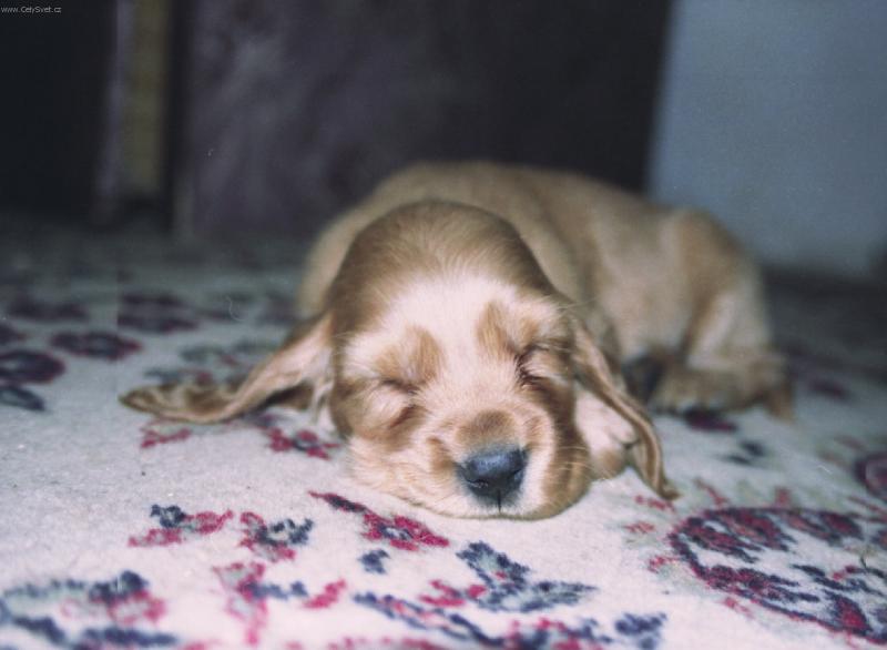 Foto: Kokrik-zaspal na polceste