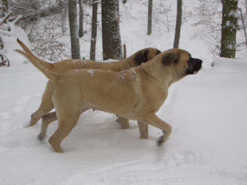 Foto: mastifí aqabely