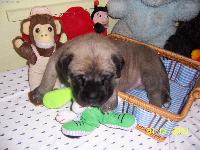 Foto: mezi hračkami