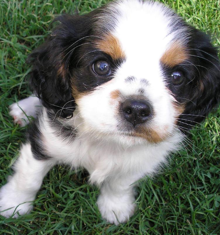 Foto: Charlie-super!!!!!!!!!!!!