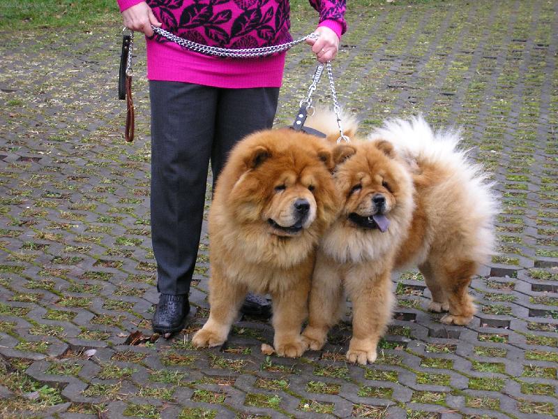 Foto: jarní procházka-Míša a Nelinka