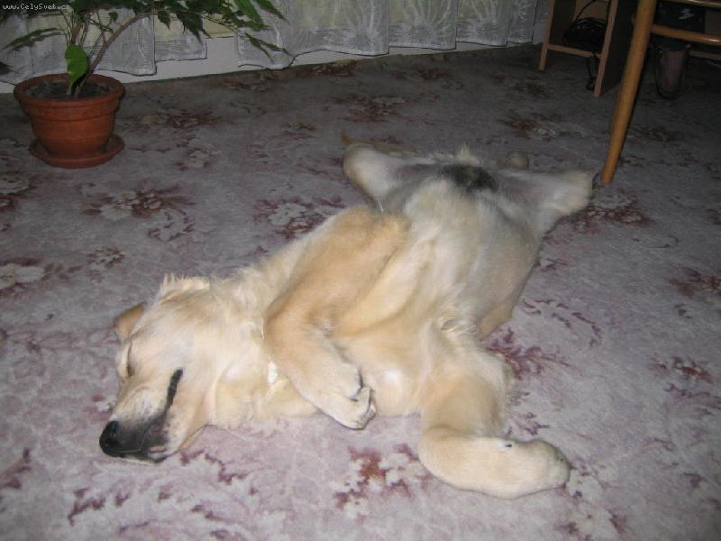 Foto: Ikari-nejlepší poloha ke spánku:-D