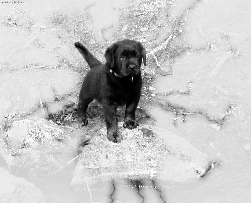 Foto: SID-kříženec Labradora s Rotvajlerem