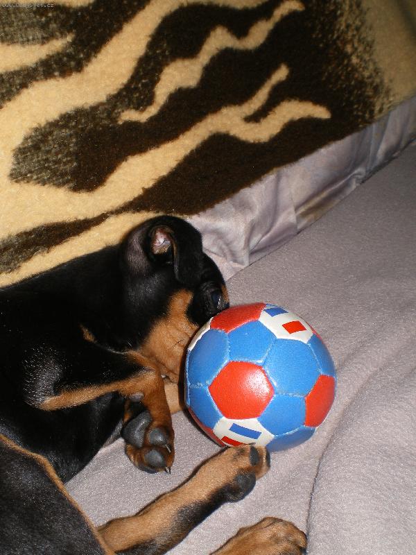 Foto: Rocky brambůrka co dodat :o)-Nekoukát to je muj míček !!! =o)