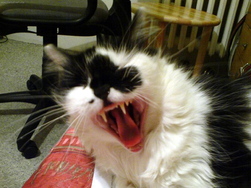 Foto: Matylda-Jsem velká šelma