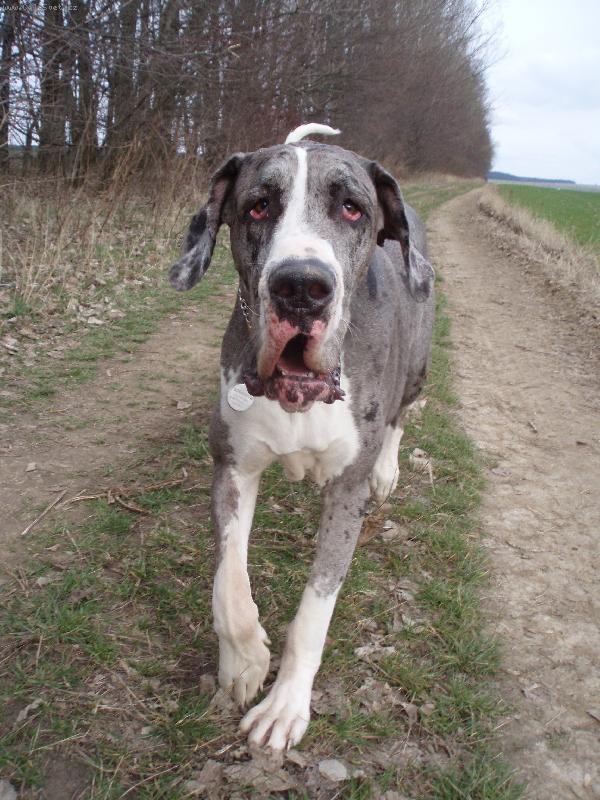 Foto: Bosanka na procházce