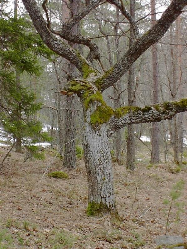 Foto: Dravec-strom v podobě dravce