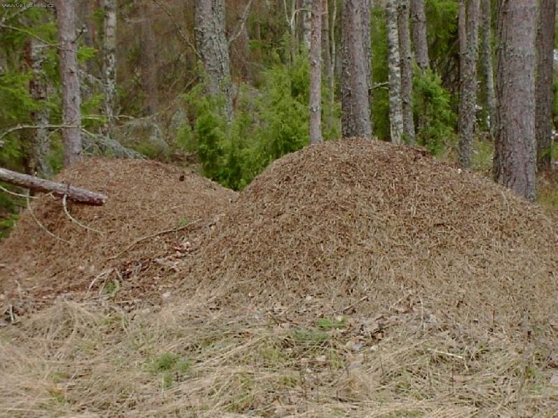 Foto: Mraveniště-Mraveniště