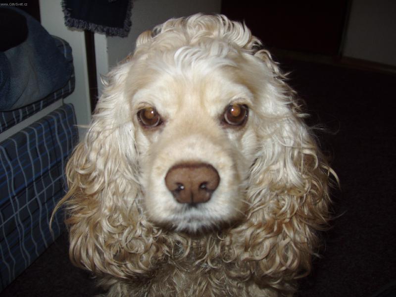 Foto: Vykulená Kessinka-Ooo co to tady na mě bliká??