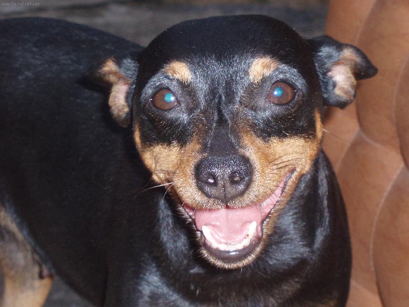 Foto: KELLY-ÚSMĚV PRO VŠECHNY MILÉ LIDIČKY