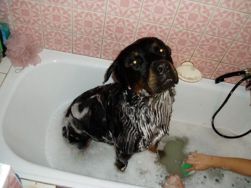 Foto: Arouš se koupe