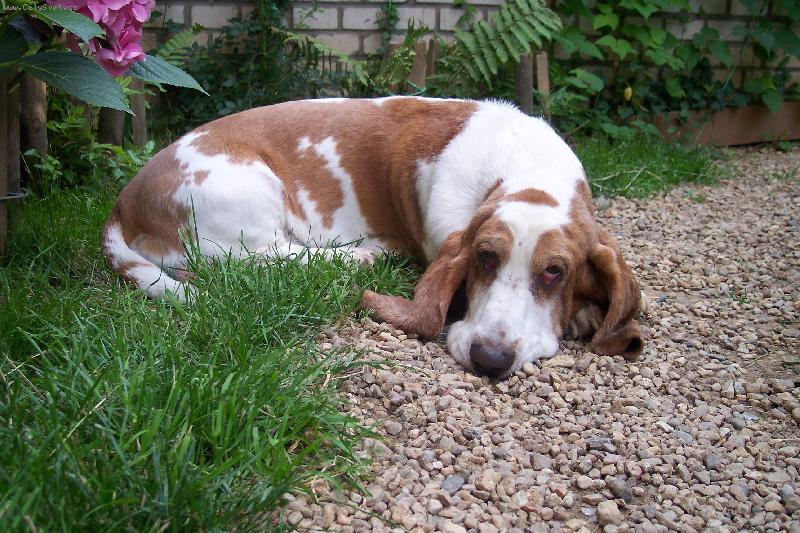 Foto: Kdo mě to fotí-Náš Ferdinand rád odpočívá a jen zvedá oči