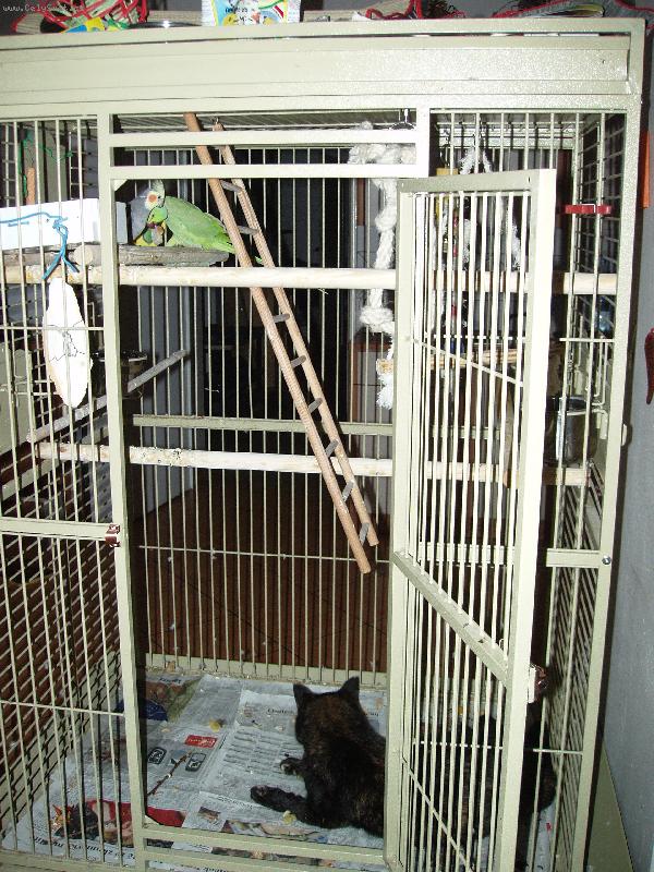 Foto: Adélka, Saša, Cori-čištění klece