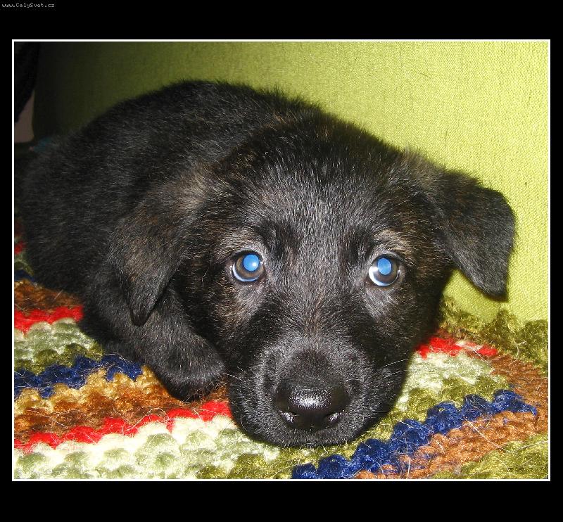 Foto: psí oči-Darja