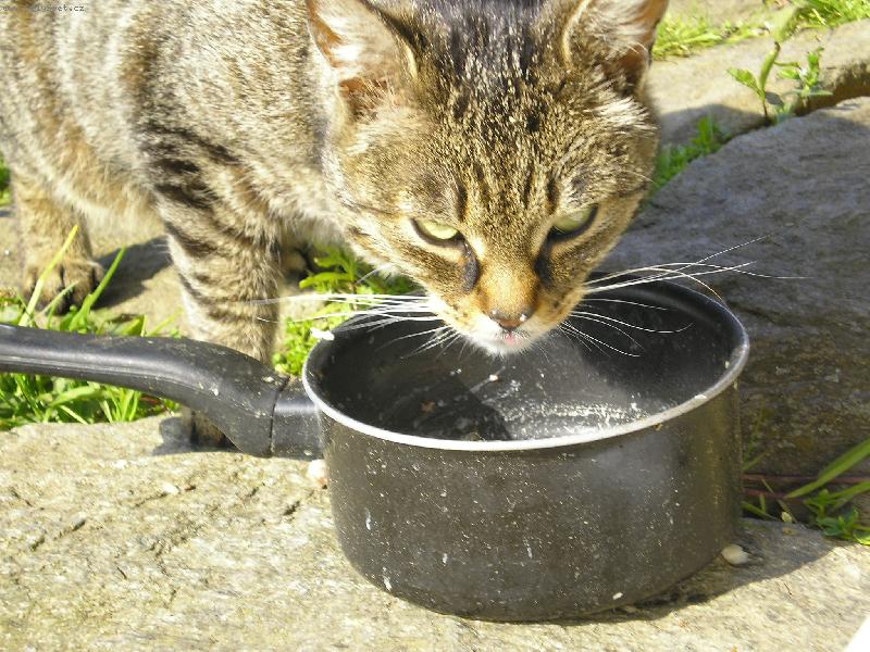 Foto: Kočka