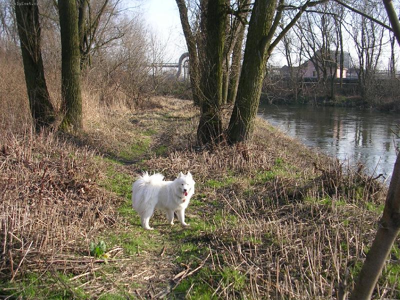 Foto: jarní procházka s Ennginkou