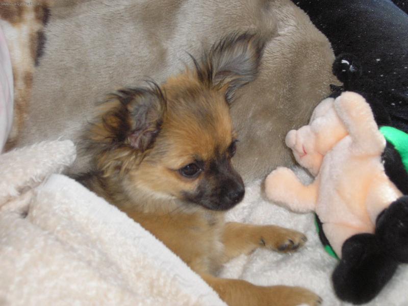 Foto: Moje miminko:-)-Nejoblíbenější hračkou pro Sandynku je zelená beruška.