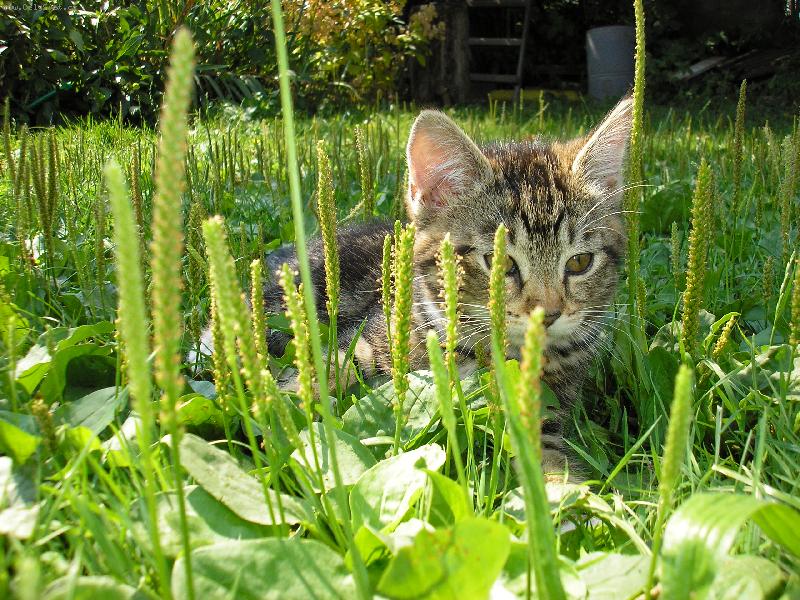 Foto: Kristýnka-Babičky kočička-Kristýnka která i se s svým bráškou Danečkem letos v zimě zemřela (oba byli rok staří). Nikdo neví proč ale nikdo jim nedokázal pomoct ... Oba nám moc chybí.