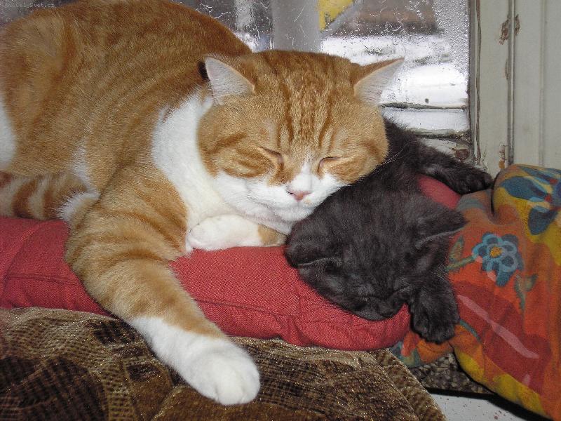 Foto: takhle se zahříváme, když spinkáme-naši kocouří miláčci