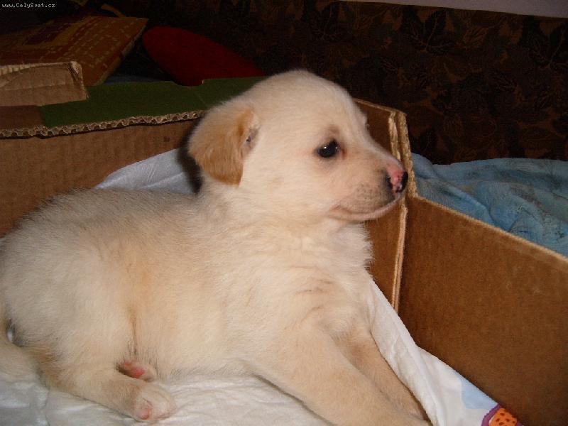 Foto: Deni-Leží ve své bedně