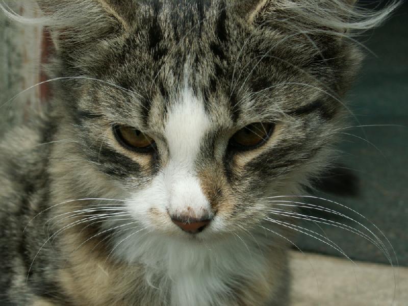 Foto: Monkey-naše první opička