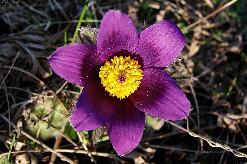 Foto: krásná koniklec