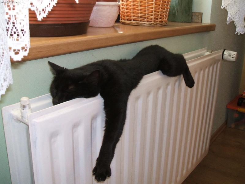 Foto: Barunka-Radiátorová kočka