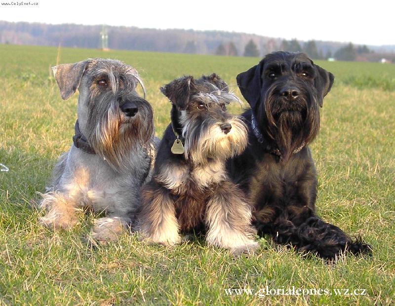 Foto: naši fousáči-Alex   Corry   Mája